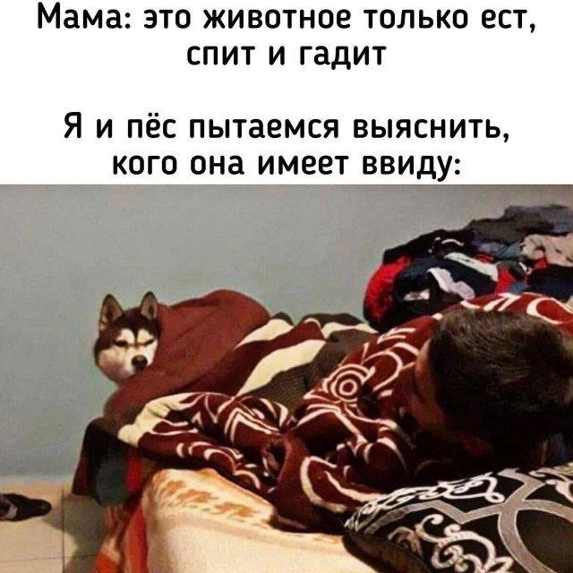 Дичкины выходные
