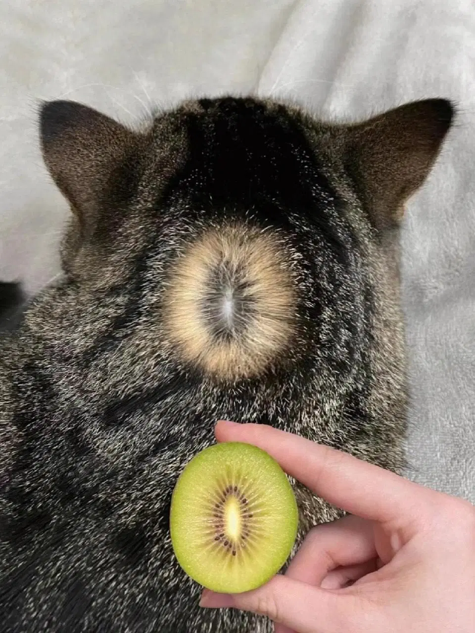 Коты это киви