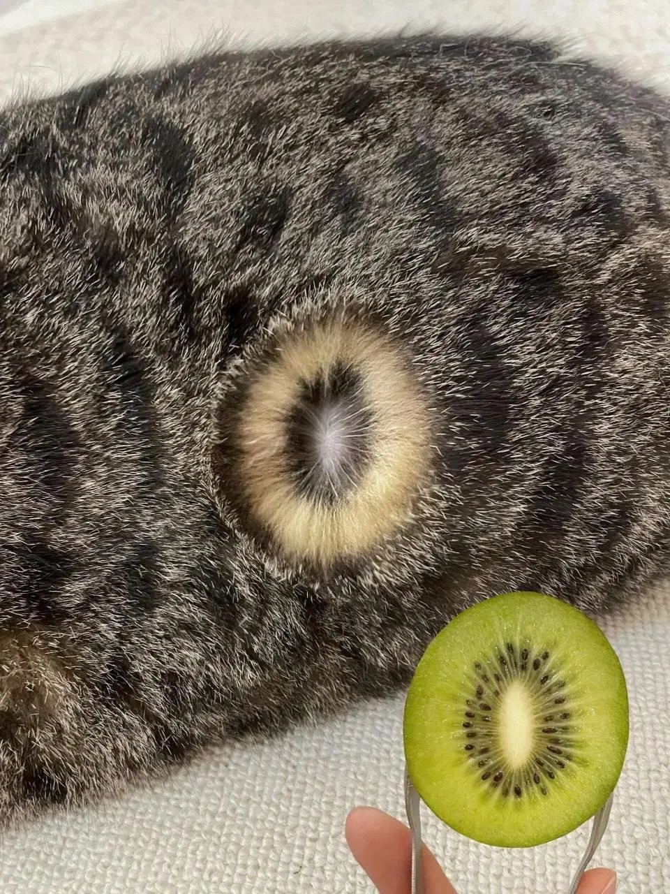 Коты это киви