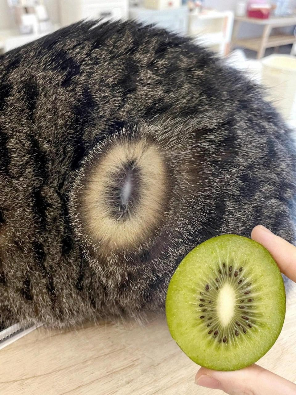 Коты это киви
