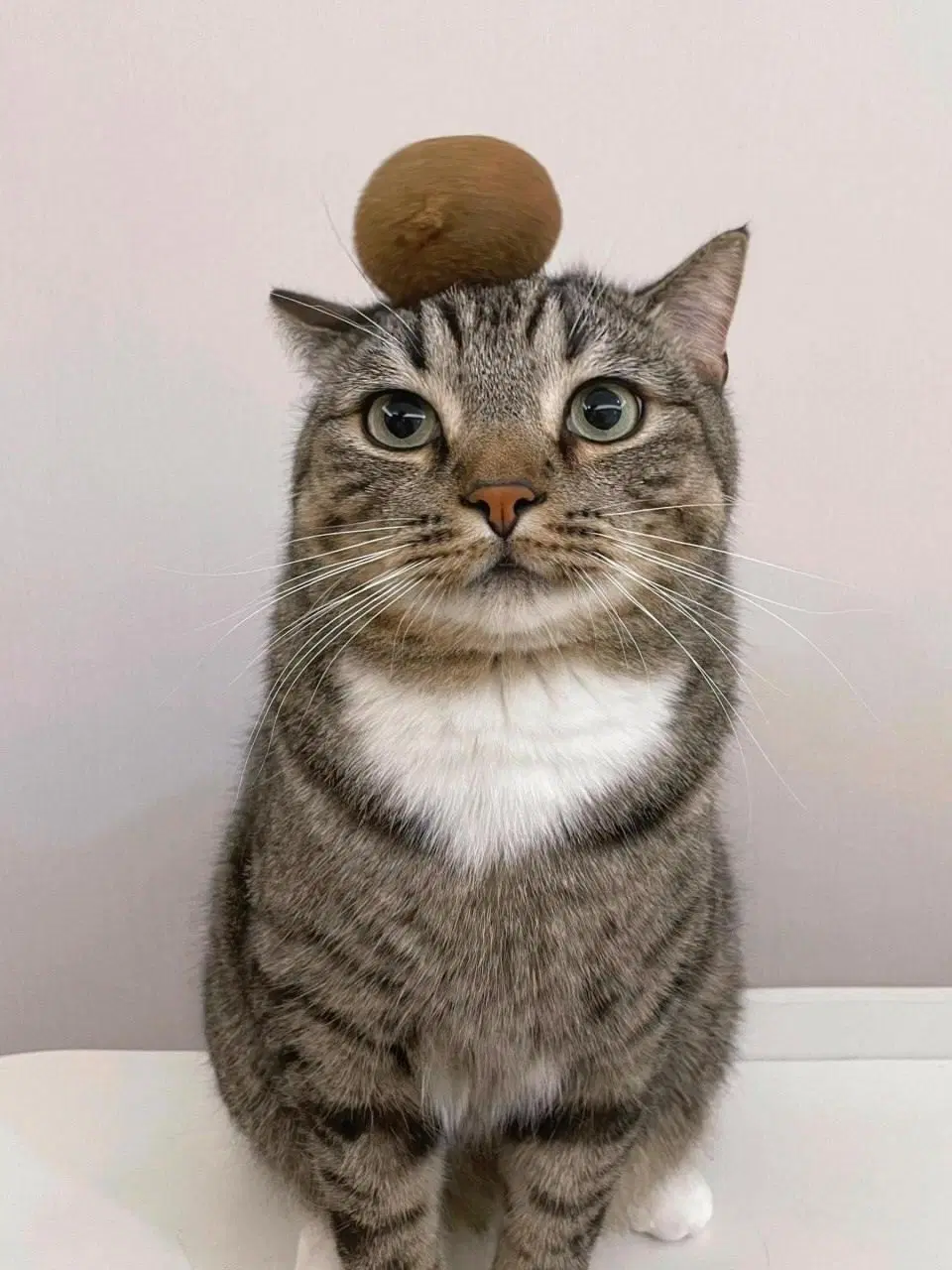 Коты это киви