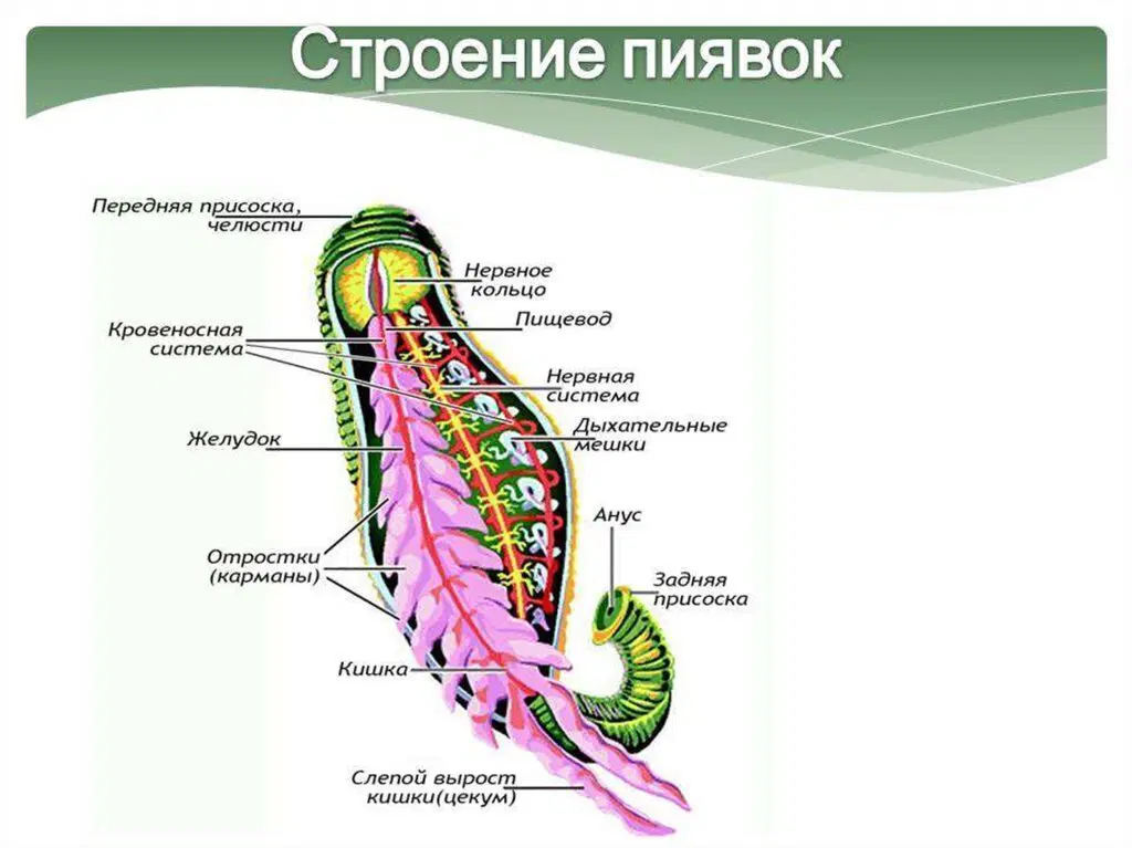 Эти черви пьют кровь. Пиявки⁠⁠