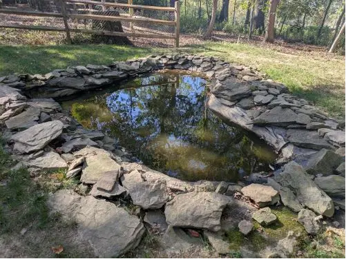 Лесная прогулка