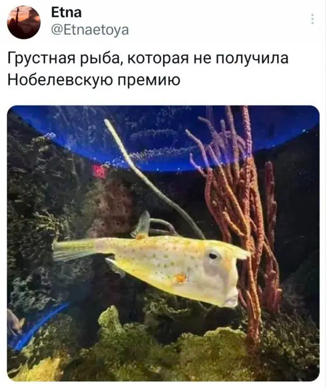 Понедельник радость дичь