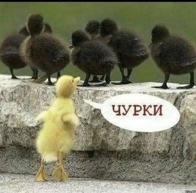 Вторник хандра дичь