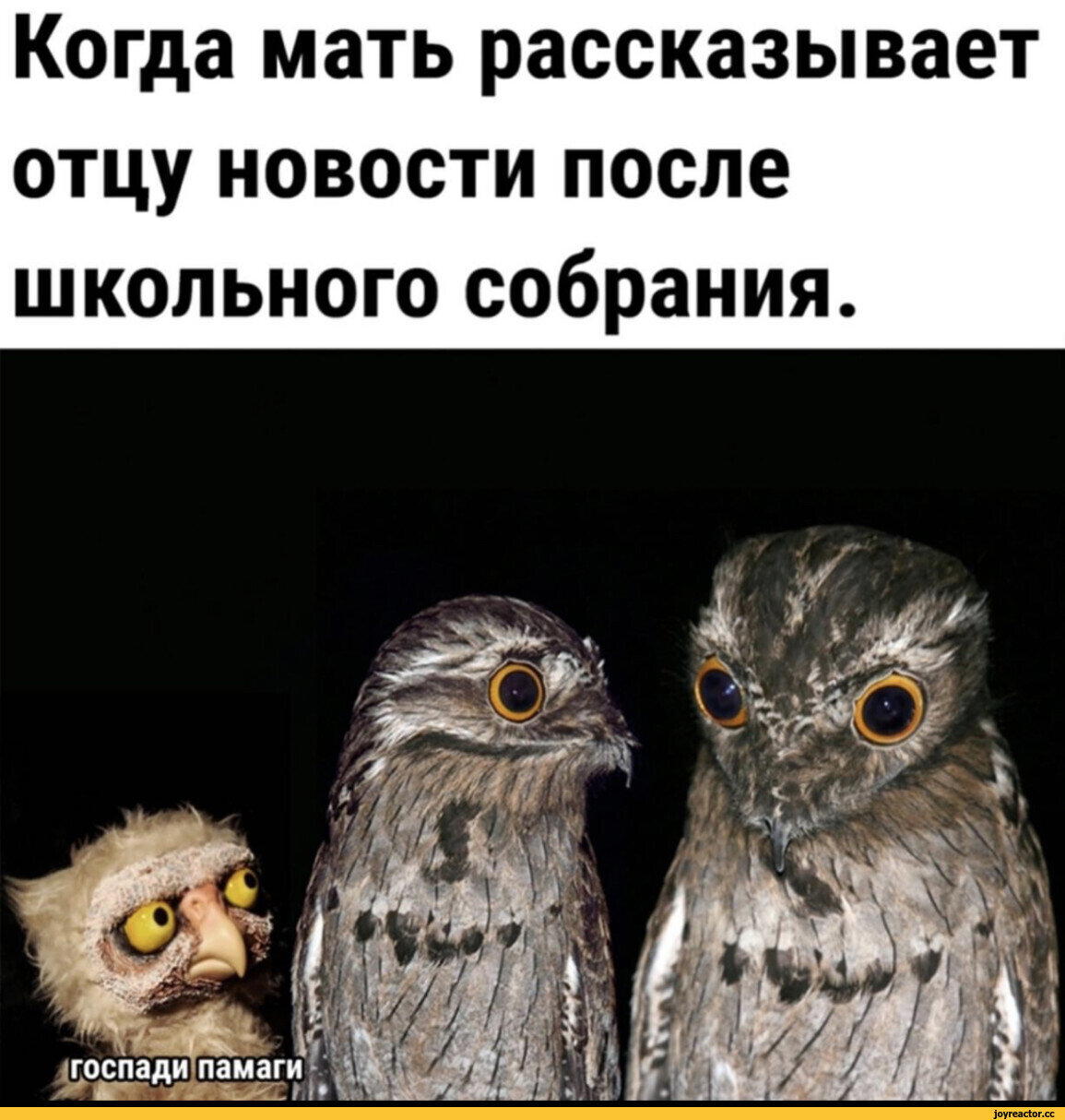 Дичка ранетковая