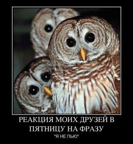 Дичка ранетковая