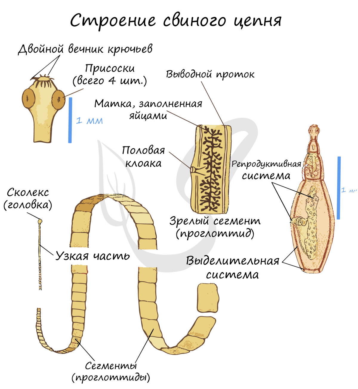 Солитер. Вооружен и очень опасен!⁠⁠