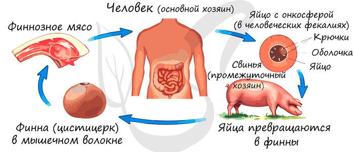 Жизненный цикл