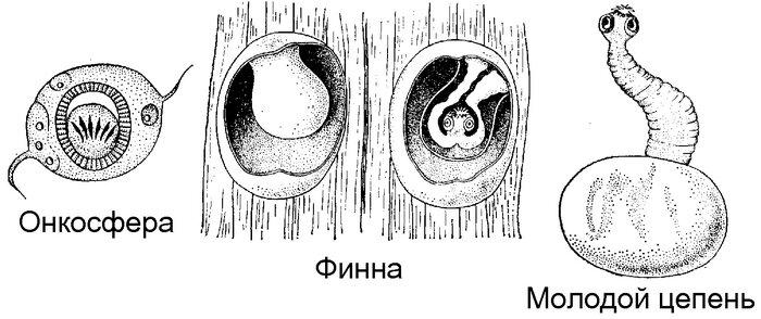Солитер. Вооружен и очень опасен!⁠⁠
