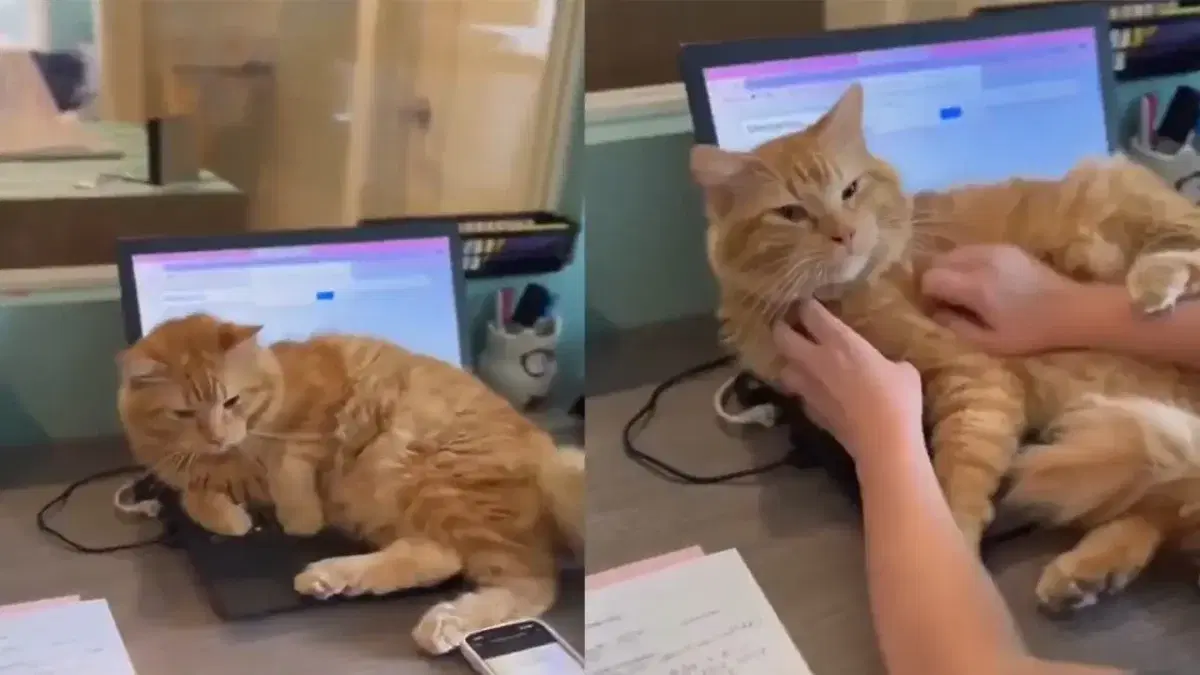 Котику тоже нужно внимание