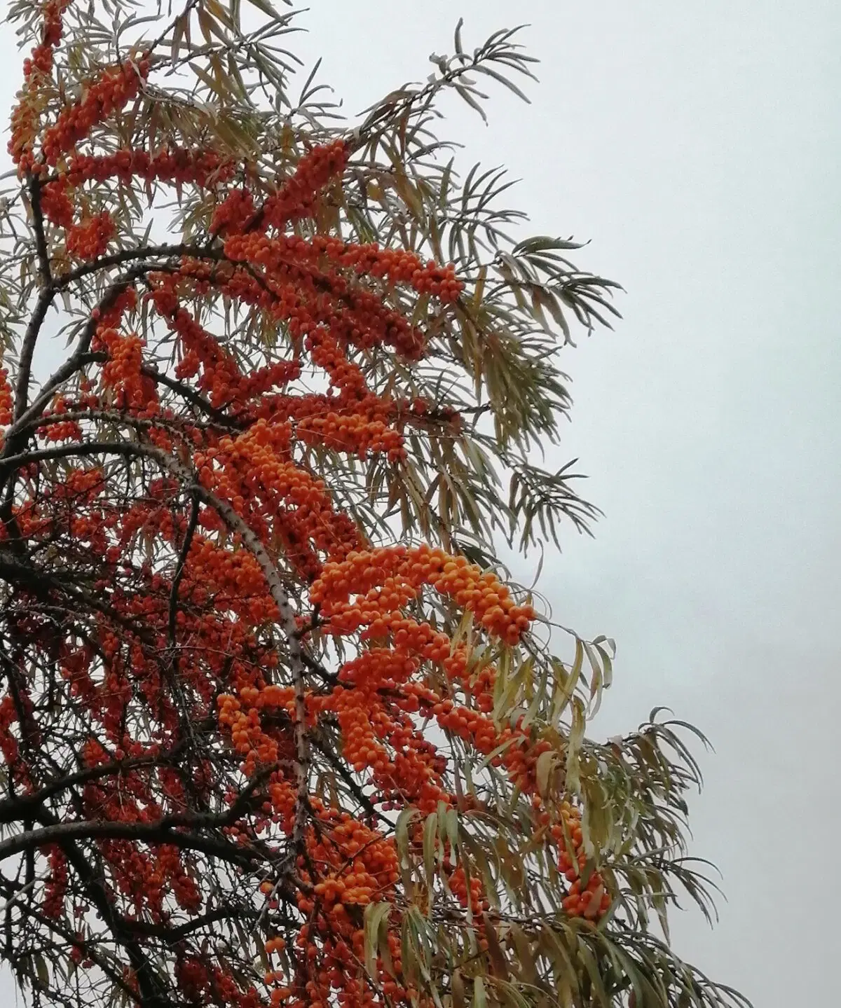 Ламповый теплый Вомбат. Облепиховый чай.