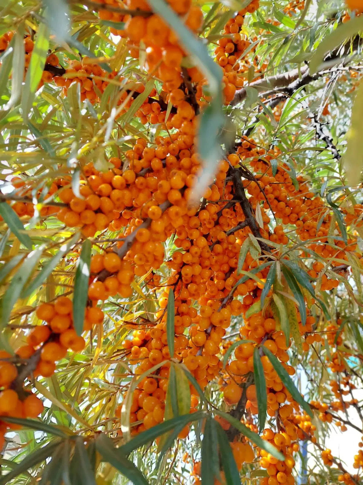 Ламповый теплый Вомбат. Облепиховый чай.