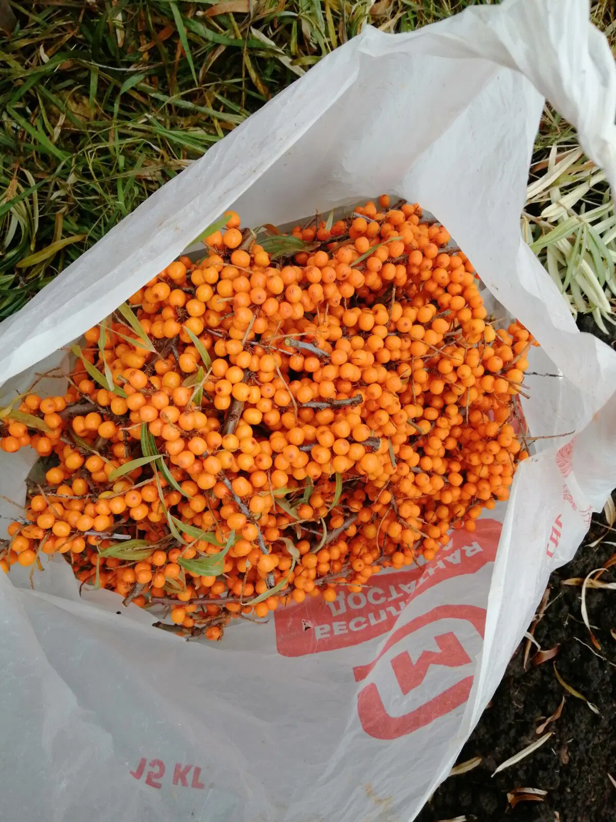 Ламповый теплый Вомбат. Облепиховый чай.