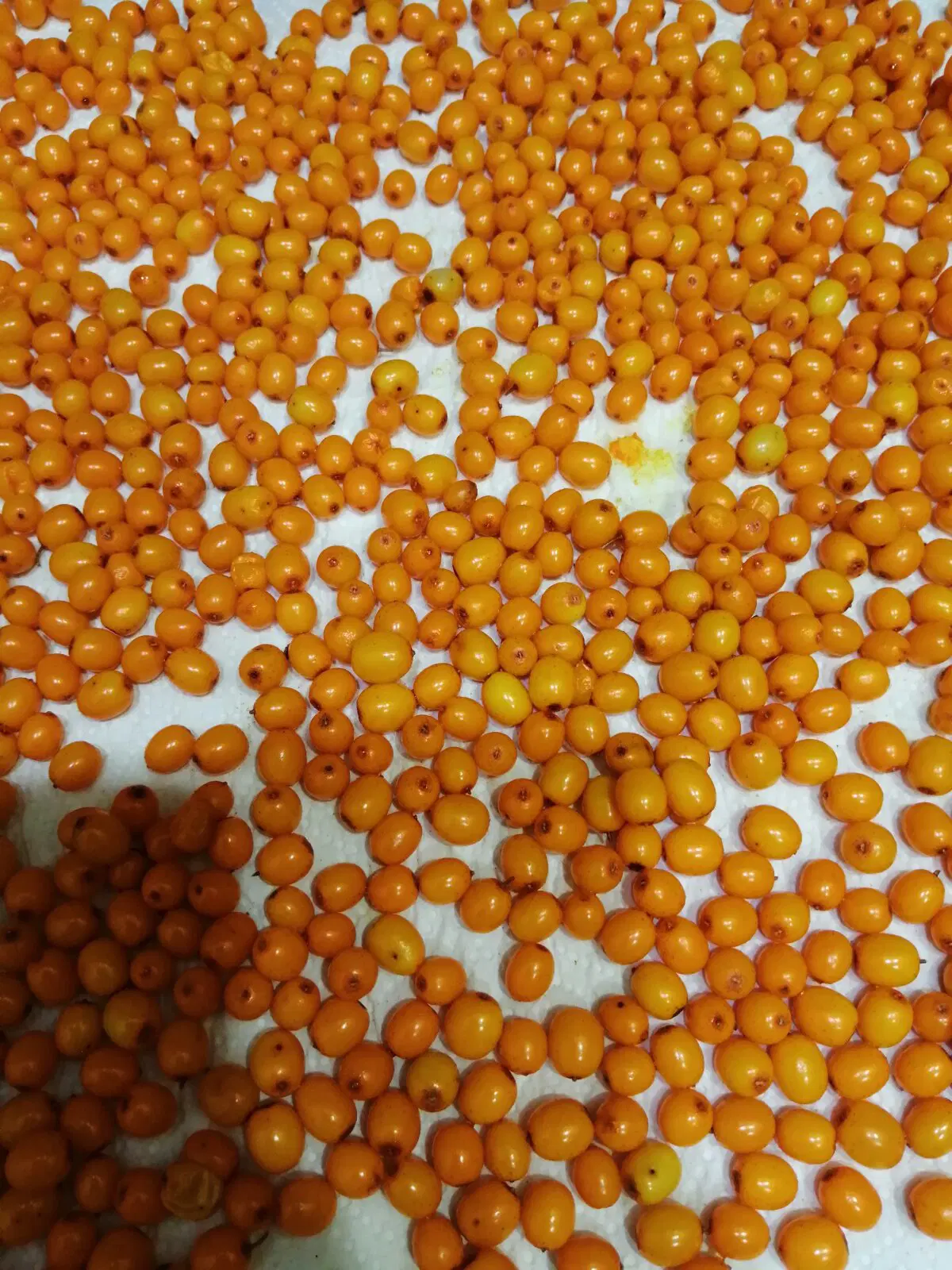 Ламповый теплый Вомбат. Облепиховый чай.