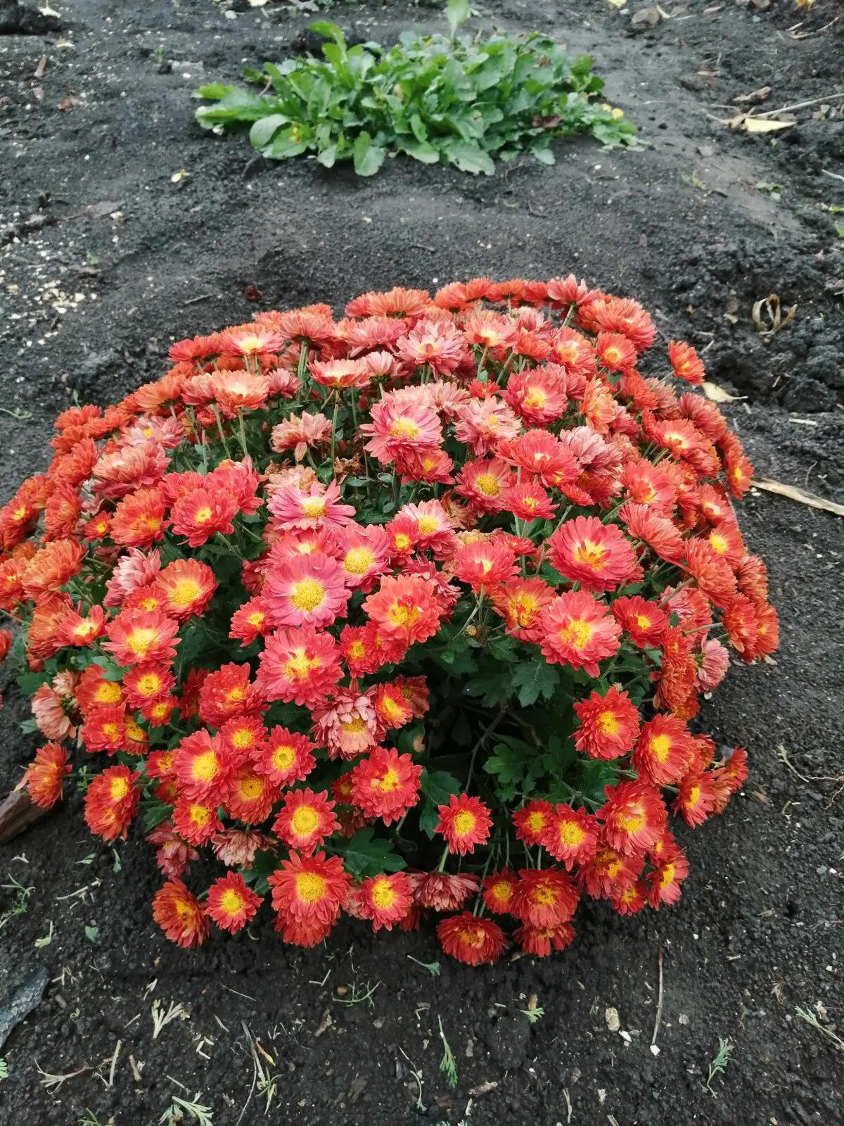 Еще живые)))