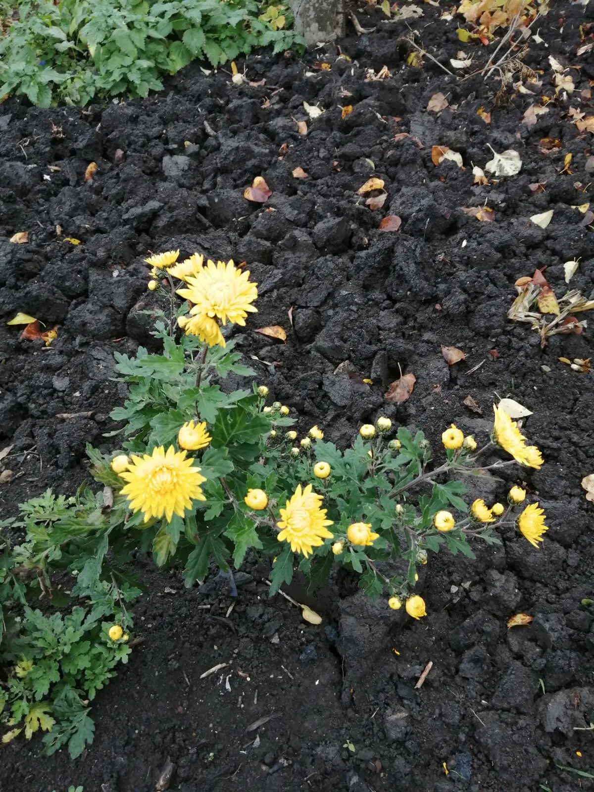 Укрывали яблони и груши)))