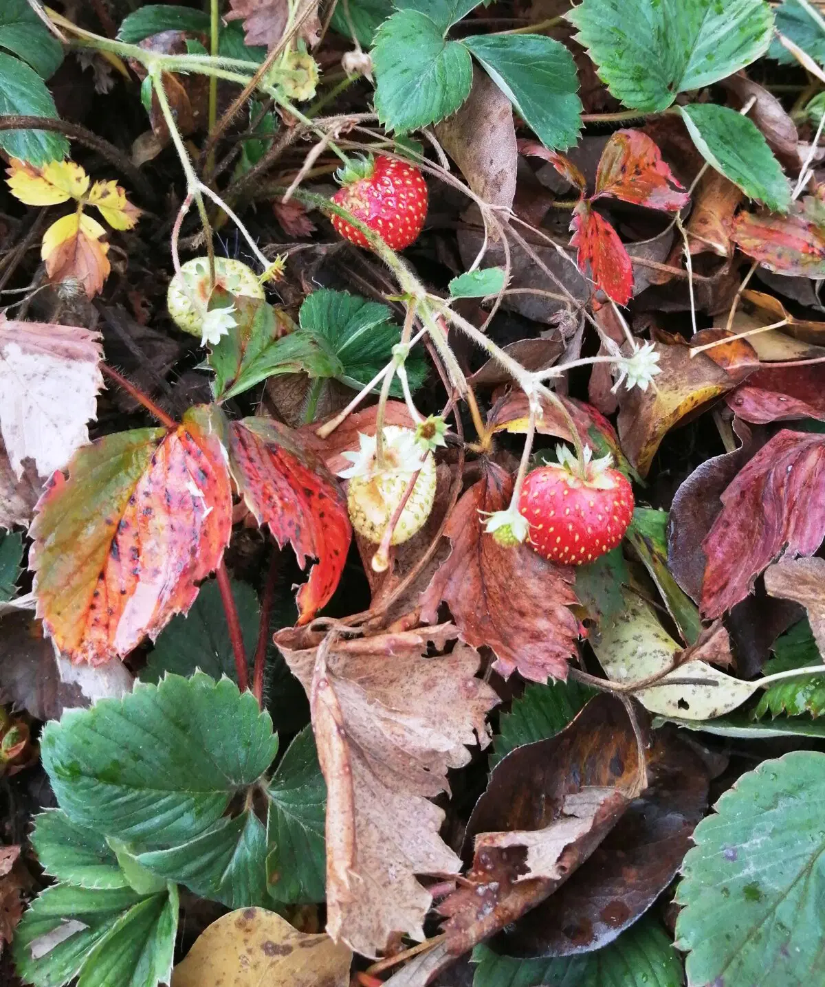 Укрывали яблони и груши)))