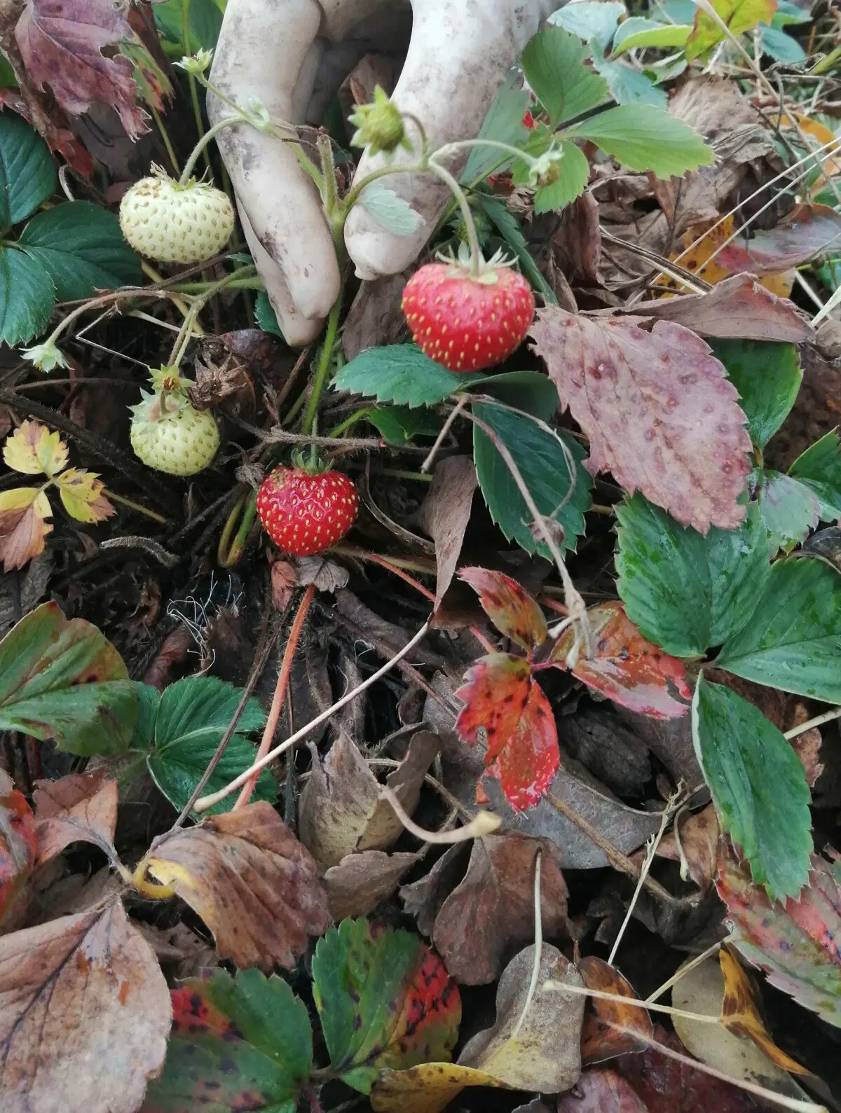 Жена доктор, а потому землю роет в перчатках)))