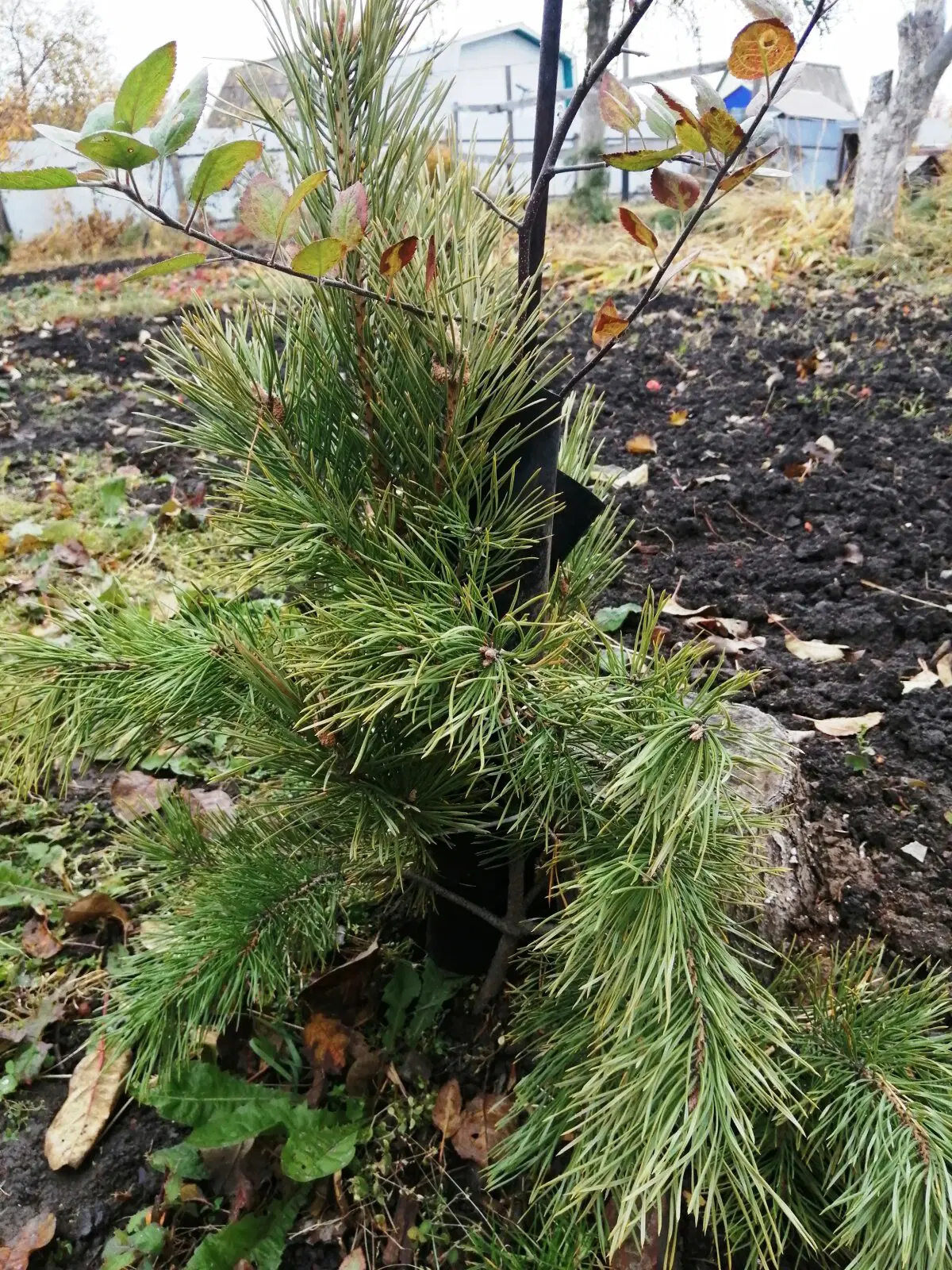 Укрывали яблони и груши)))