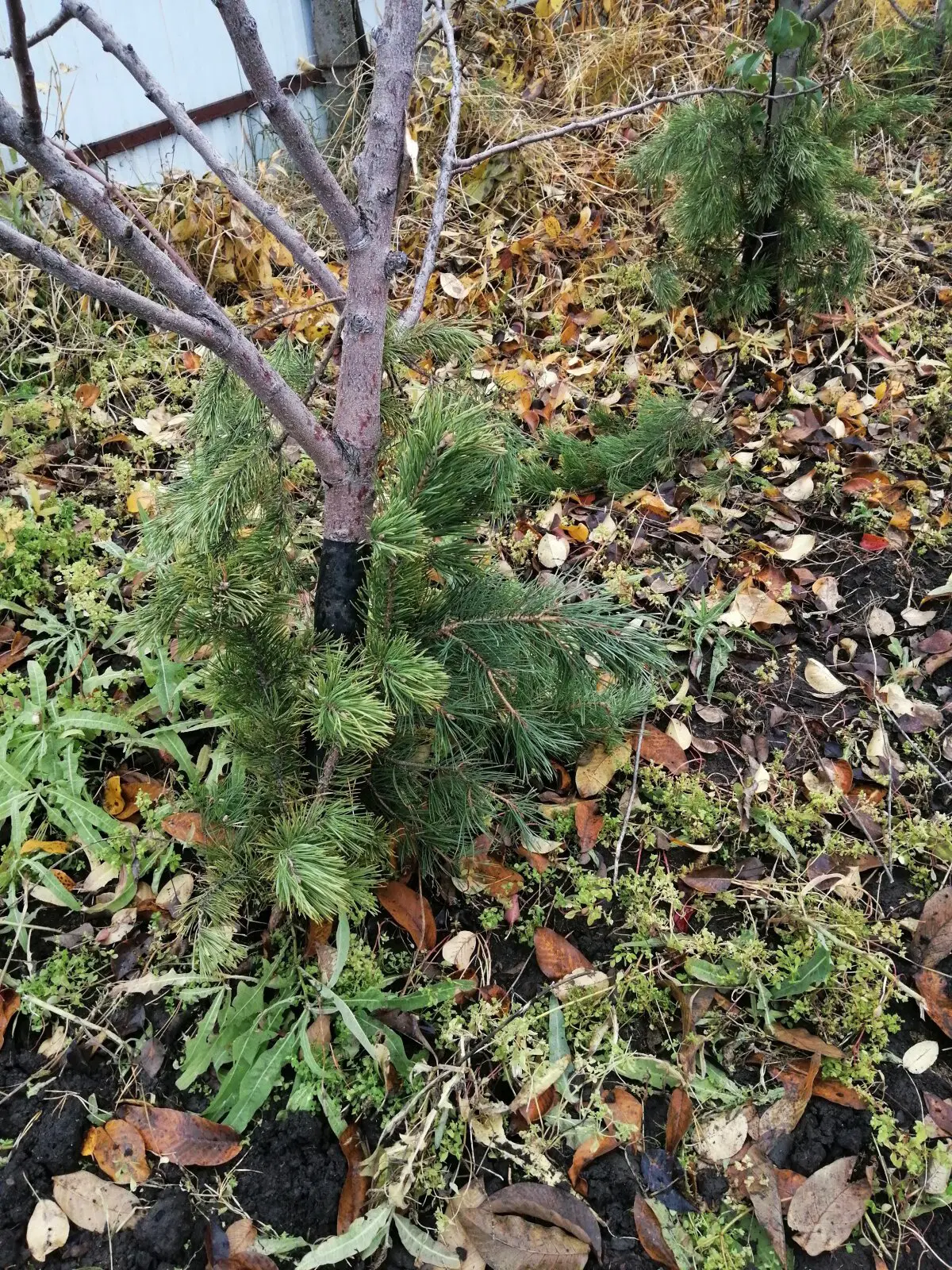 Укрывали яблони и груши)))