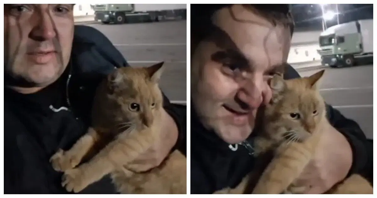 Дальнобойщик развелся с женой из-за пропавшего кота