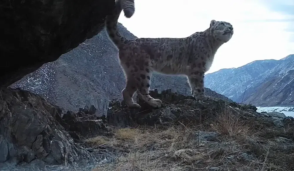 Песня снежного барса