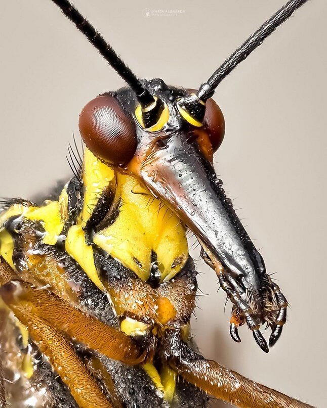 Что ты такое? Скорпионовая муха