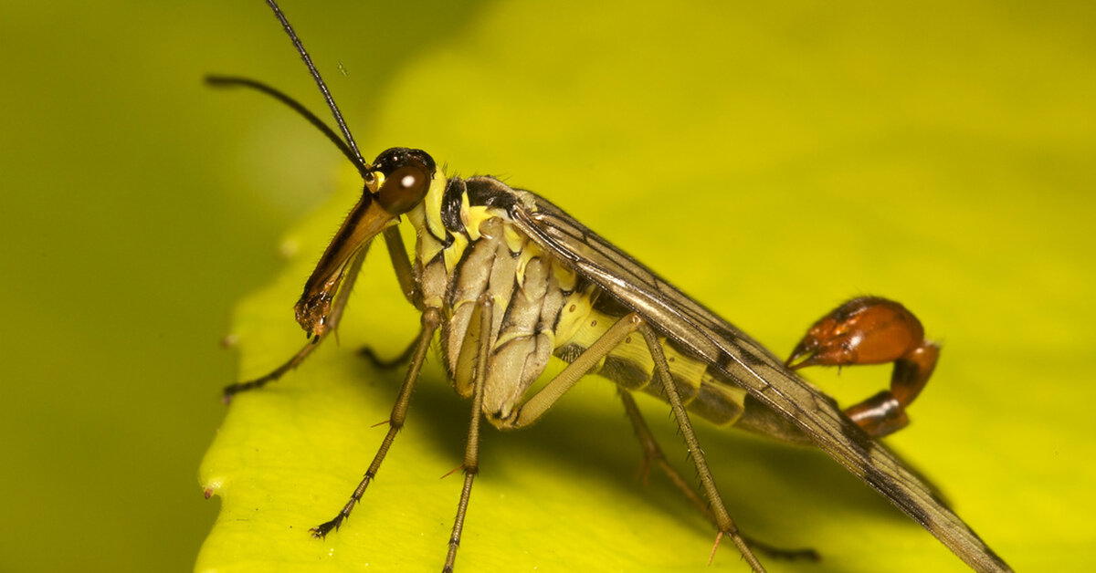 Что ты такое? Скорпионовая муха