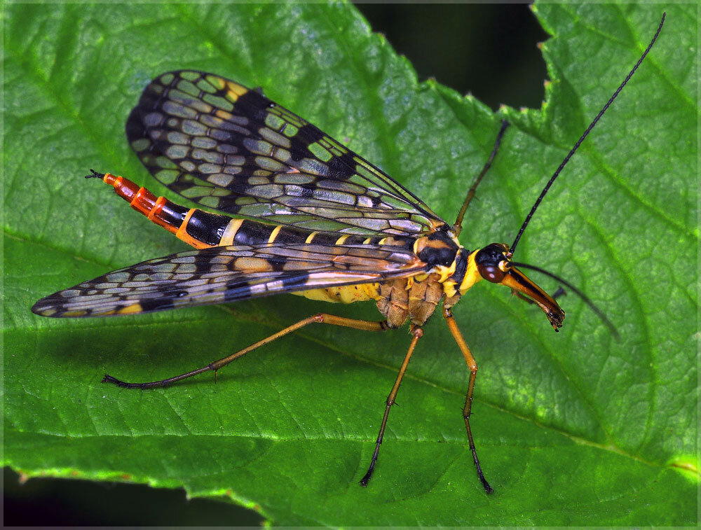 Что ты такое? Скорпионовая муха