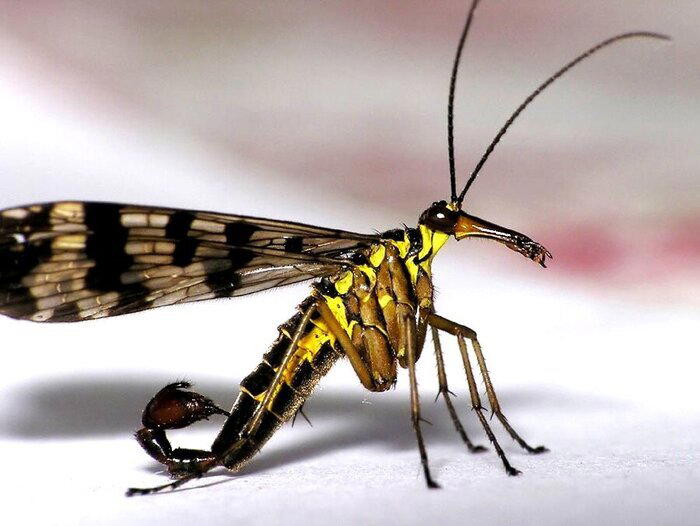 Что ты такое? Скорпионовая муха