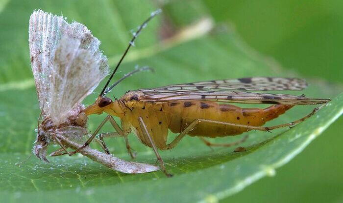 Что ты такое? Скорпионовая муха