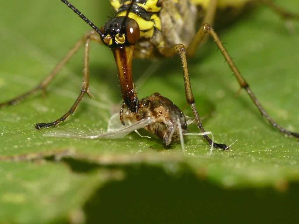 Что ты такое? Скорпионовая муха