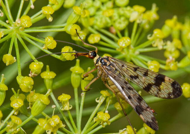 Что ты такое? Скорпионовая муха