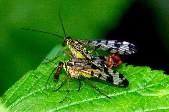 Что ты такое? Скорпионовая муха