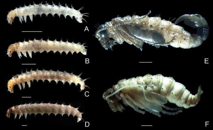 Что ты такое? Скорпионовая муха