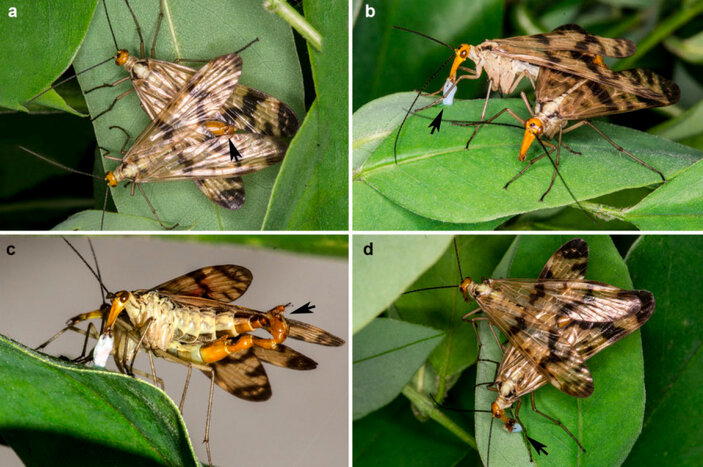 Что ты такое? Скорпионовая муха