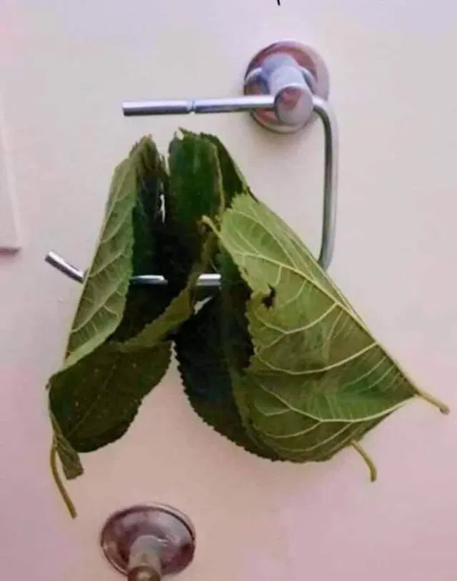 Четверго средовая дичь