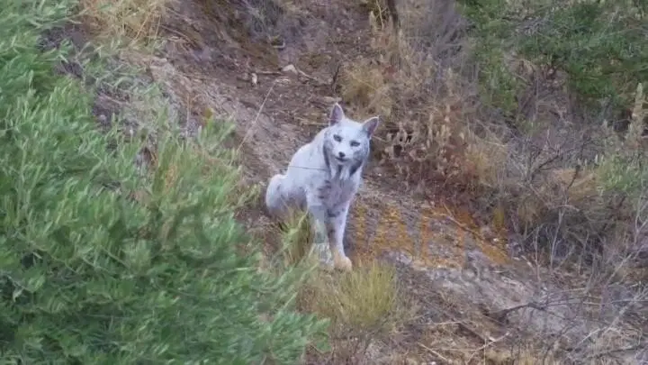 Редчайшая пиренейская рысь со светлой шерстью