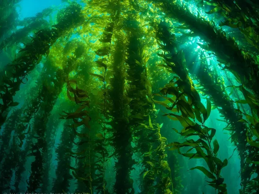 
такого в таганрожском заливе нет