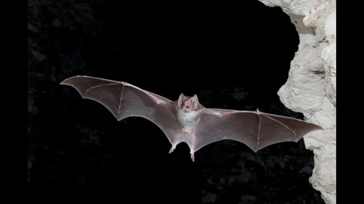 Вампиры, которые существуют на самом деле