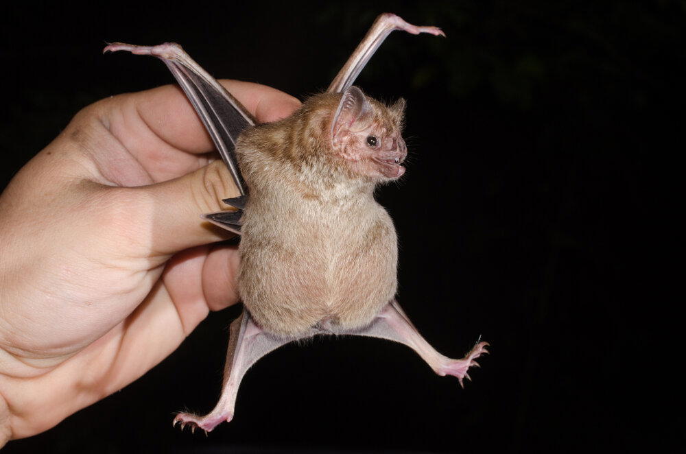 Вампиры, которые существуют на самом деле