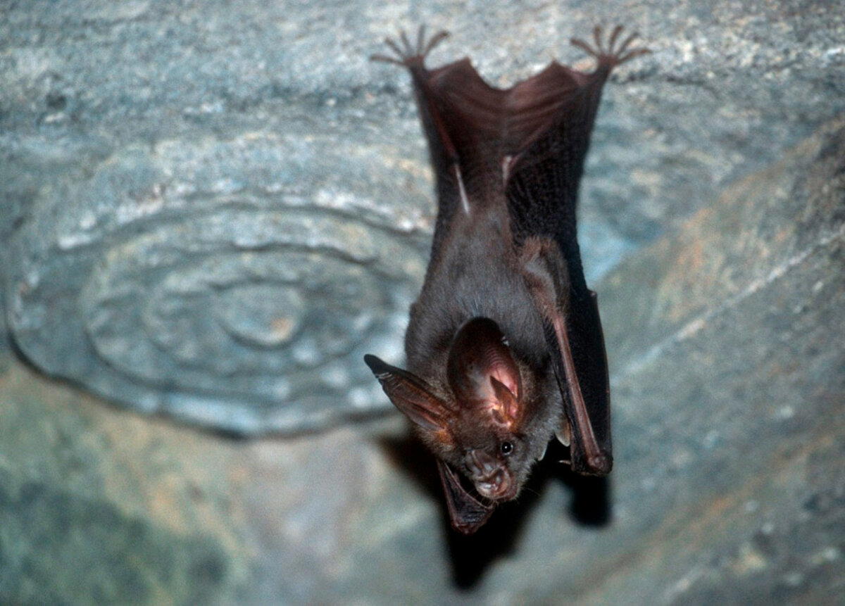 Вампиры, которые существуют на самом деле