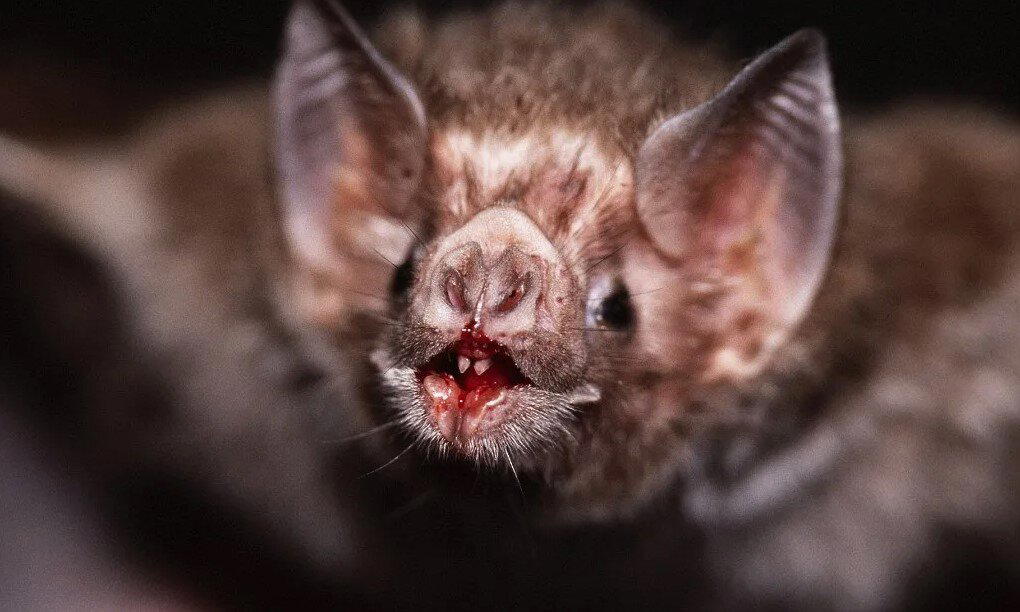 Вампиры, которые существуют на самом деле