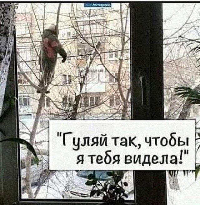 Дичка Венеричка
