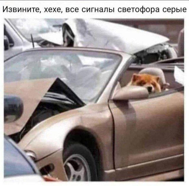 Дичка Венеричка