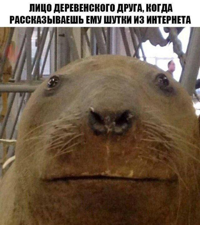 Дичка Венеричка