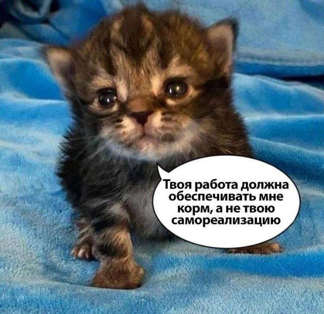 Дичка Венеричка