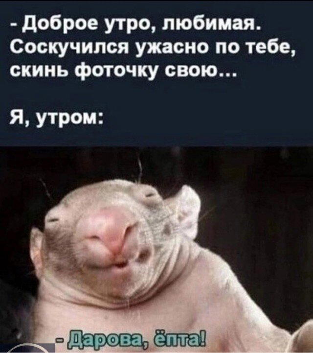 Дичка Венеричка