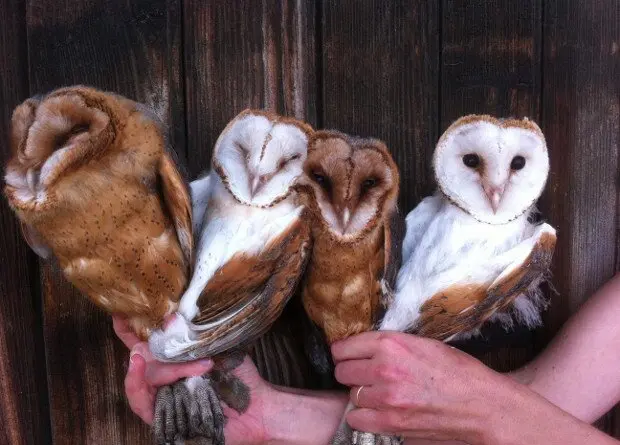 Здравствуйте, не желаете ли поговорить о самой лучшей сове на свете, о сипухе?